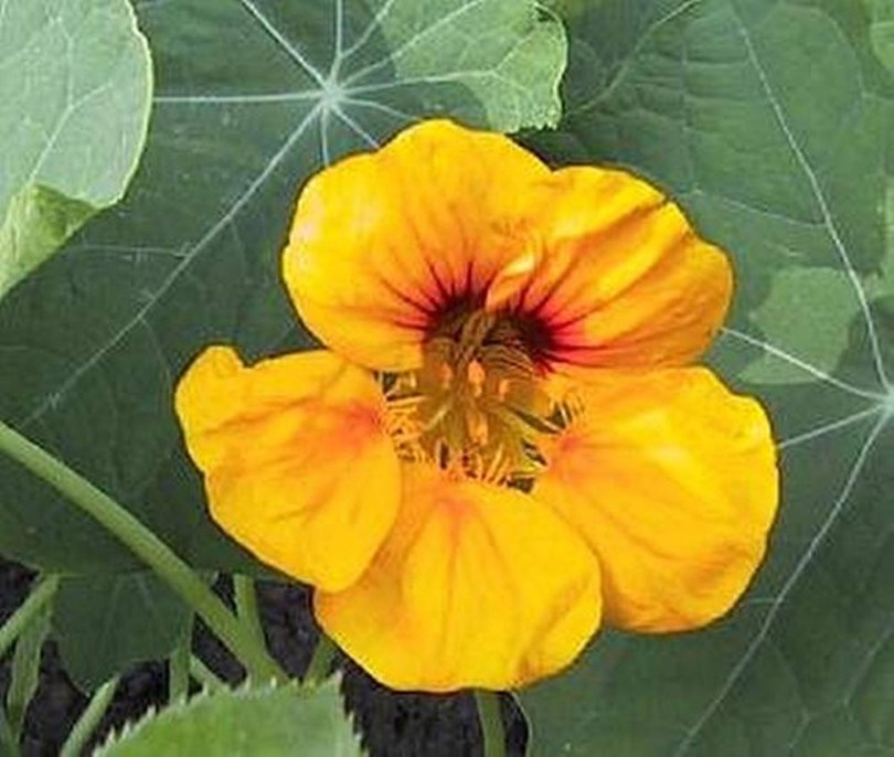 Sarkantyúka Golden King, Tropaeolum nanum, ehető virág